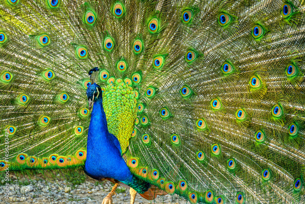 Obraz premium Colorful peacock display with vibrant feathers 