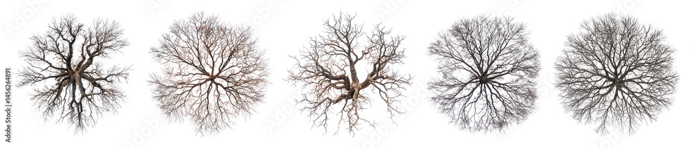 Fototapeta premium PNG Drying tree art illustrated symmetrical., transparent background