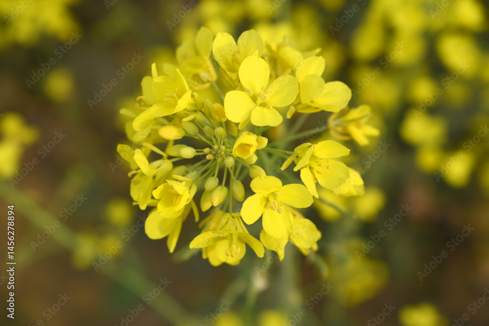 Mustard flower field is full blooming, yellow mustard field landscape industry of agriculture, mustard flowers closeup photo, Oil seed crop cultivation in Pakistan, Full Blooming Yellow Mustard Flo Dw Mustard flower field is full blooming, yellow mustard field landscape industry of agriculture, mustard flowers closeup photo, Oil seed crop cultivation in Pakistan, Full Blooming Yellow Mustard Flo Dw