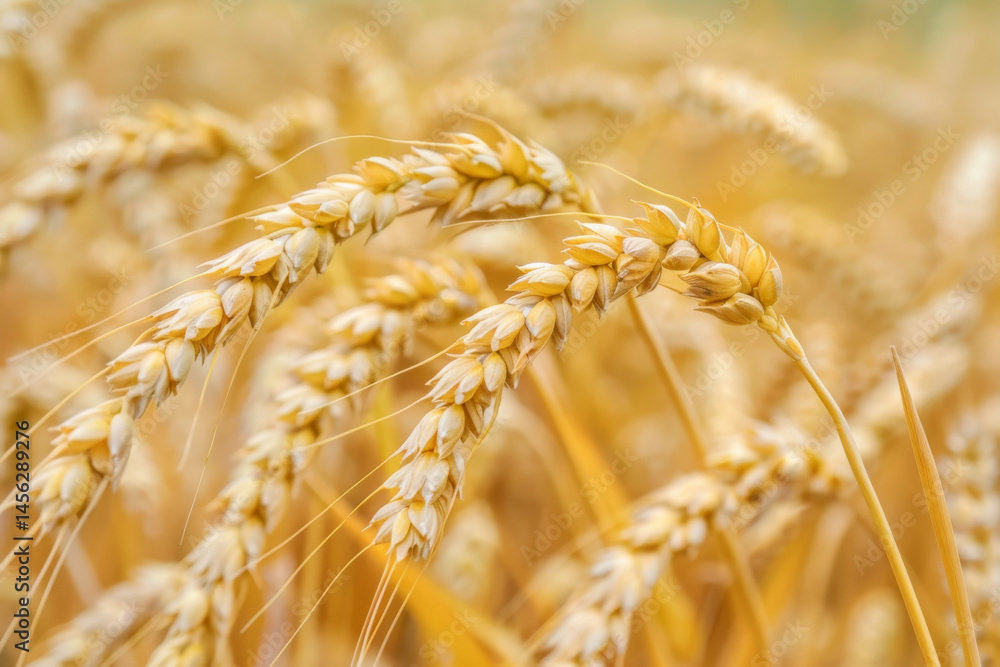 Close-up of golden wheat stalks in a sunlit field, capturing the essence of agriculture and harvest.