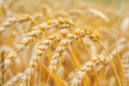 Obraz na płótnie Close-up of golden wheat stalks in a sunlit field, capturing the essence of agriculture and harvest. w salonie
