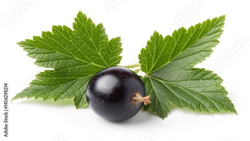 Single Blackcurrant with Gr...
