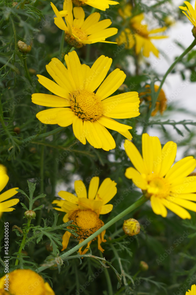Bright Yellow Crown Daisy, Close-up of a Bright yellow crown daisy flower, blooming in nature, Close-up shot of beautiful yellow Crown Daisy flower (Chrysanthemum coronarium), Crown Daisy, Bright Yellow Crown Daisy, Close-up of a Bright yellow crown daisy flower, blooming in nature, Close-up shot of beautiful yellow Crown Daisy flower (Chrysanthemum coronarium), Crown Daisy,