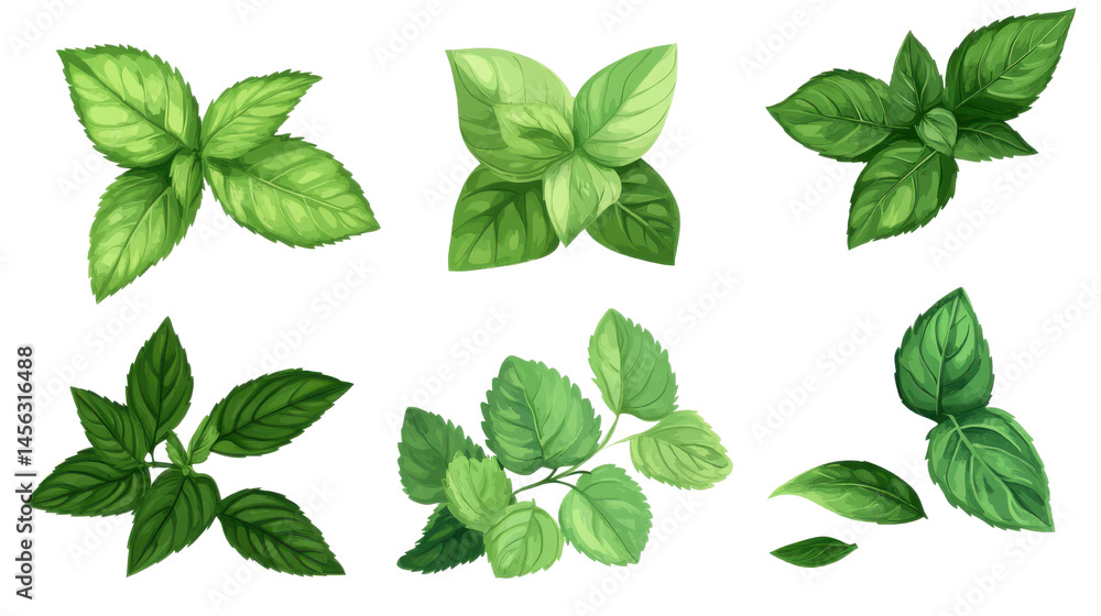 Set of Fresh Green Leaves isolated on white background Set of Fresh Green Leaves isolated on white background