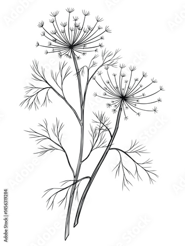 Wallpaper Mural Vector illustration of a Dill branch in linear style. Botanical outline drawing of Fennel for kitchen designs and culinary branding. Etching of Anise painted by black inks for cooking book recipes. Torontodigital.ca