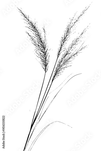 Grains Shifting In Gentle Breeze, coloring book style, vector illustration art
