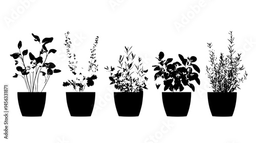 Kitchen Herbs Growing On Windowsill, vector illustration art