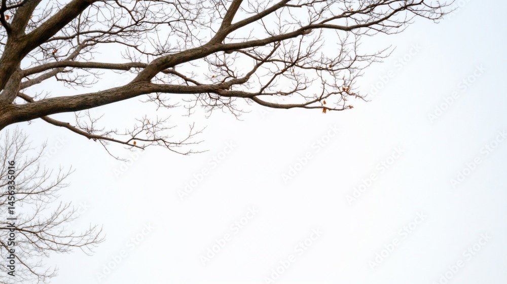 Bare tree branches reach across a white, overcast sky Bare tree branches reach across a white, overcast sky
