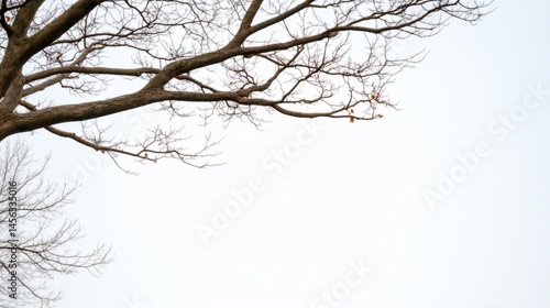 Wallpaper Mural Bare tree branches reach across a white, overcast sky Torontodigital.ca