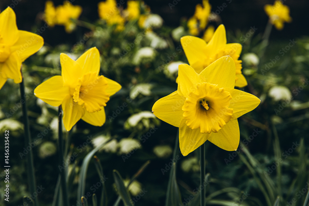 Fototapeta premium Amazing Yellow Daffodils flower field in the morning sunlight. The perfect image for spring background, flower landscape.
