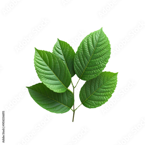 Fresh green kratom leaves close up isolated on black background nature herbal remedy on transparent background