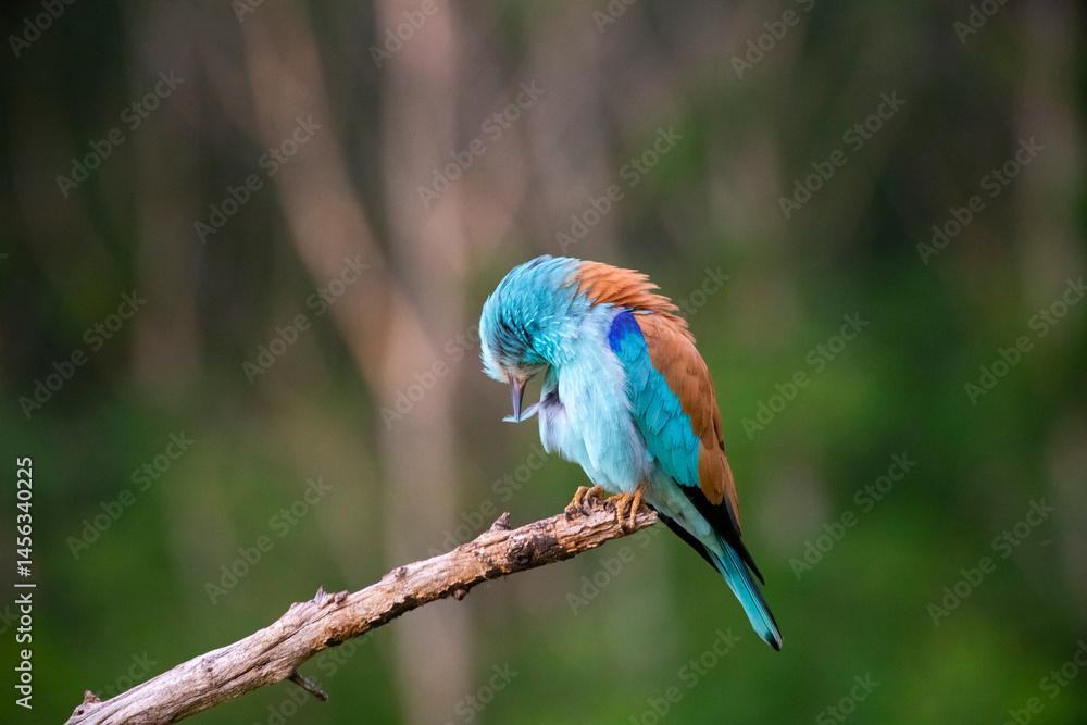 Obraz premium European roller (Coracias garrulus) bird.