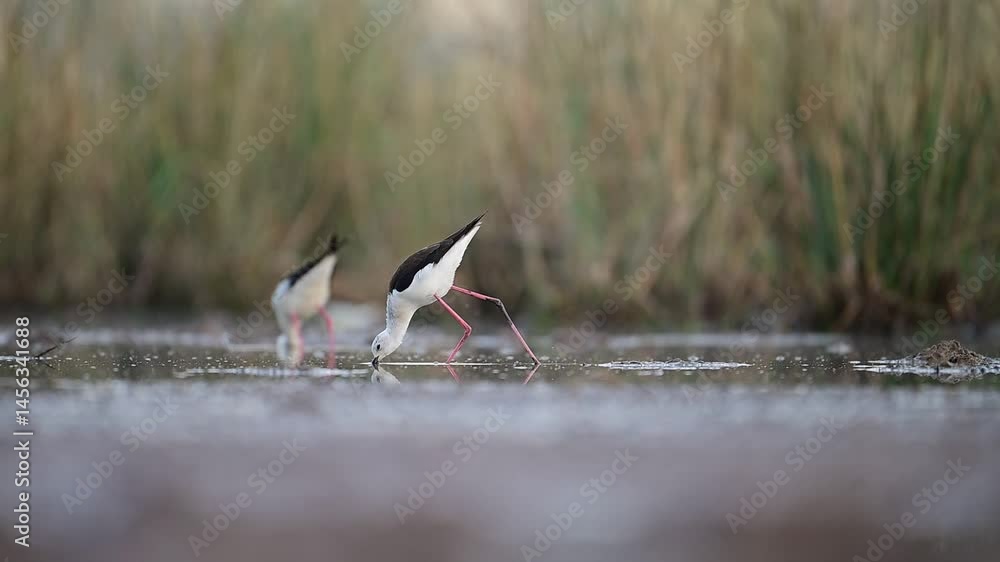 Two Black-winged Stilts in a Marsh Environment