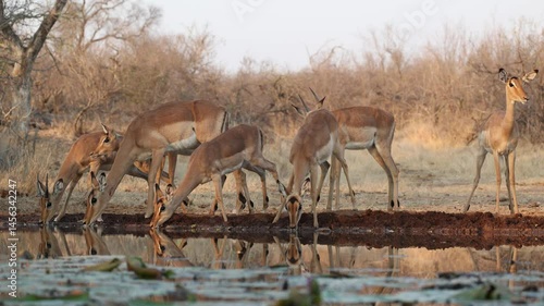 A herd of impala antelopes drinking at a waterhole in front of an underground hide, Greater Kruger.