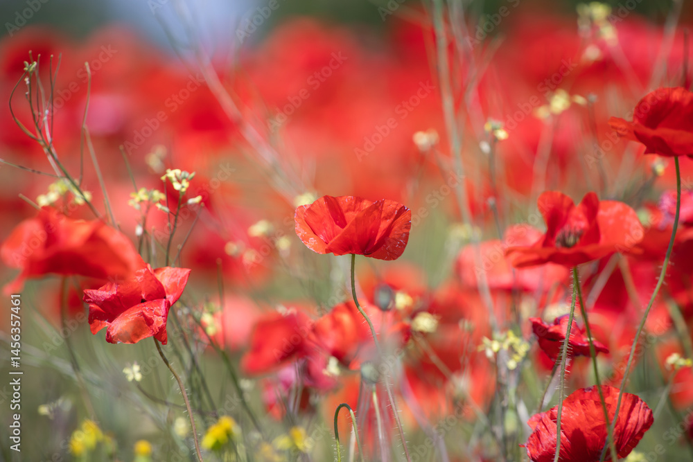 Fototapeta premium Poppie field in sunny day