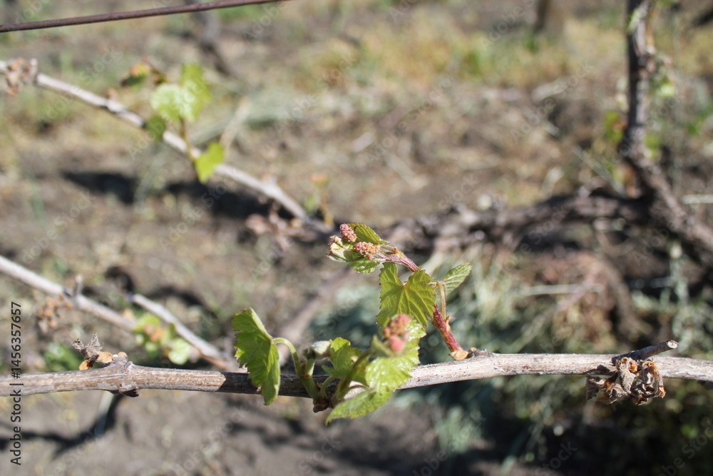 Fototapeta premium Young Grapevine with Budding Clusters in Spring Vineyard