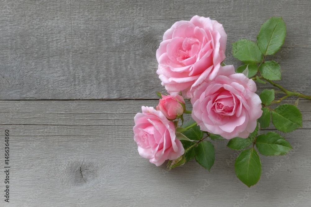 Fototapeta premium Pink Rose Blossom on Wood Surface
