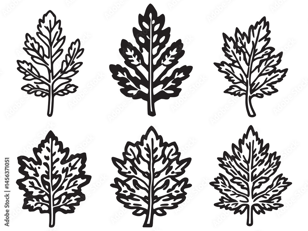 Fototapeta premium Spruce leaf delicate line art vector design