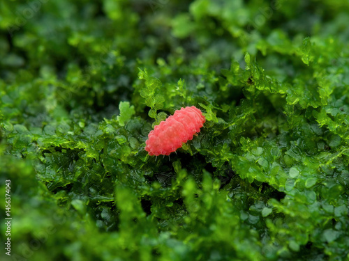 Red springtail on the mossy ground