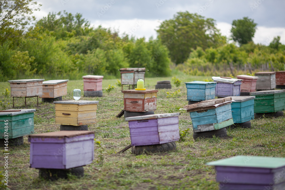 Colorful bee hives in the field Colorful bee hives in the field