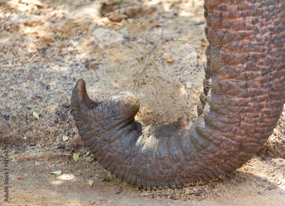 Naklejka premium The elephant's trunk is long and has a lot of wrinkles