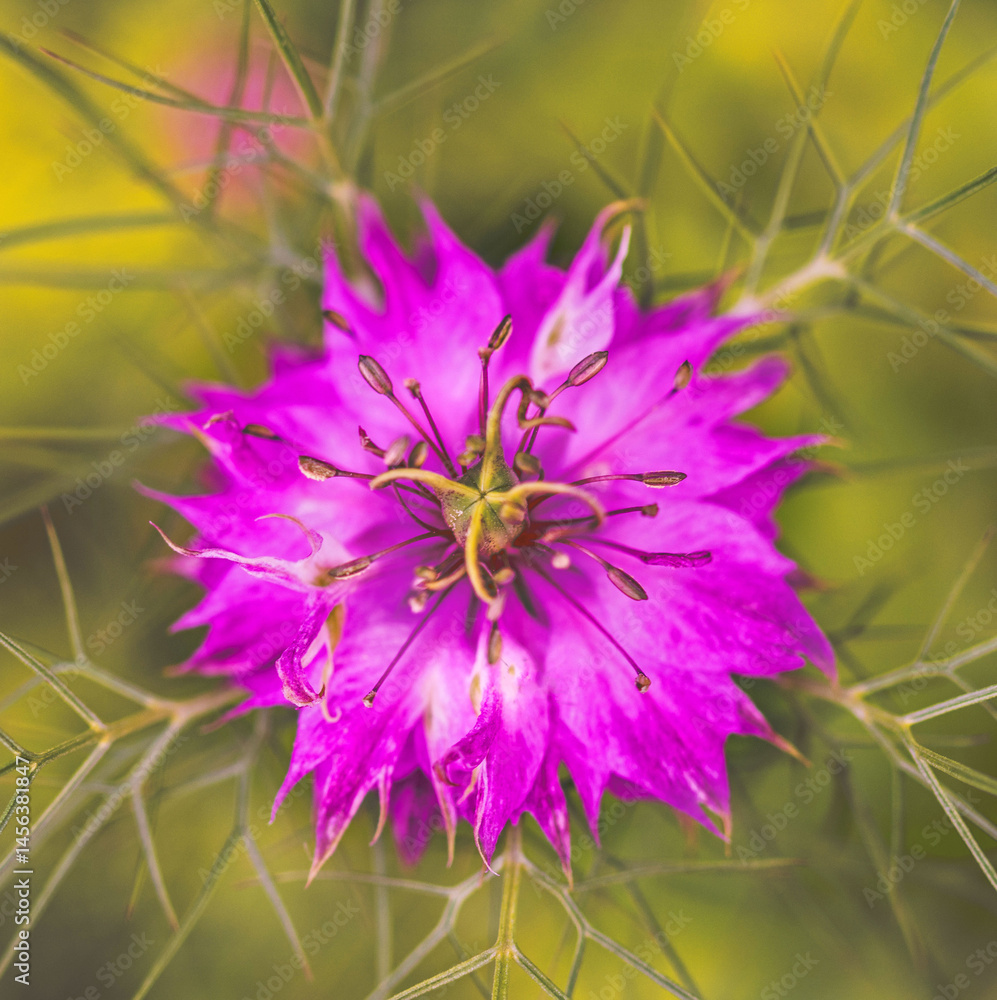 Obraz premium pink flower in the garden