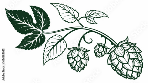 Vector hand-drawing, detailed illustration of hop plant with green leaves and hop cones, showcasing its natural beauty and intricate design