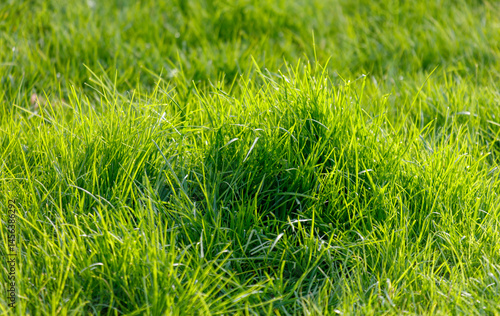 A field of green grass with a few patches of dirt