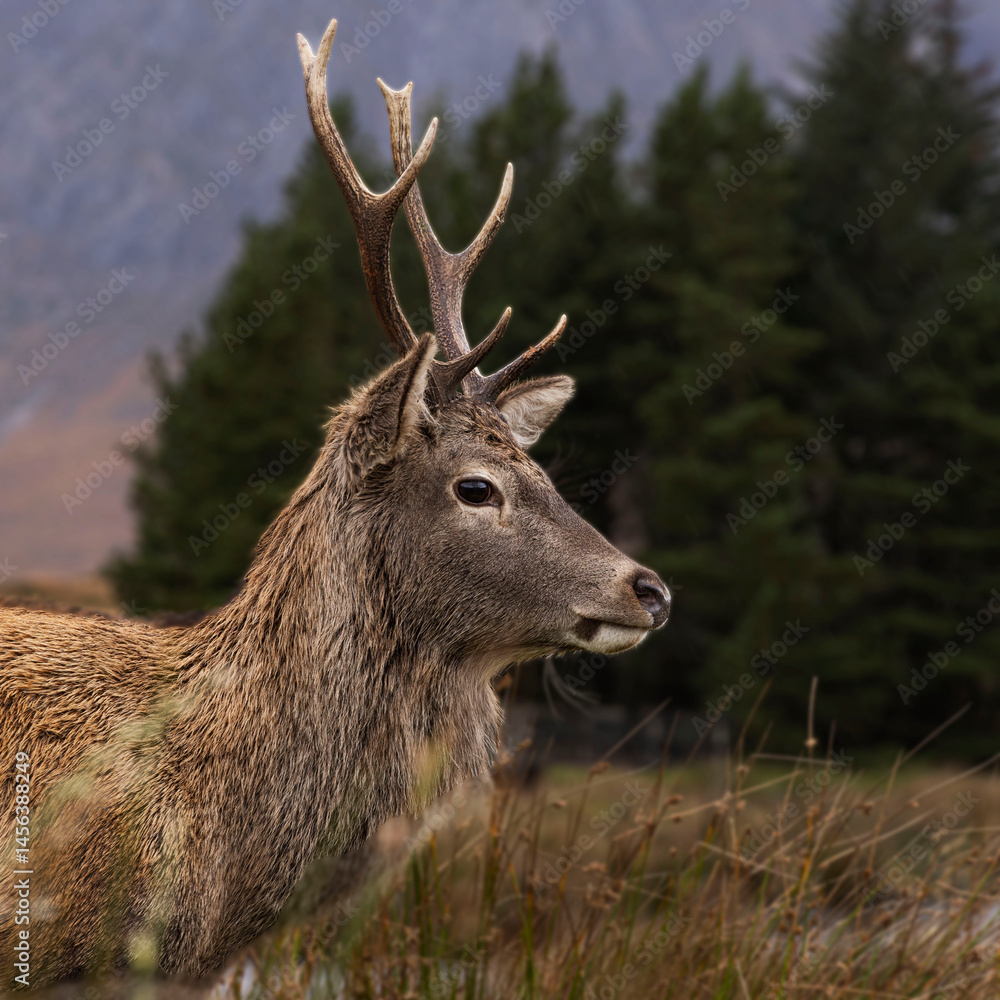 Fototapeta premium deer in the forest