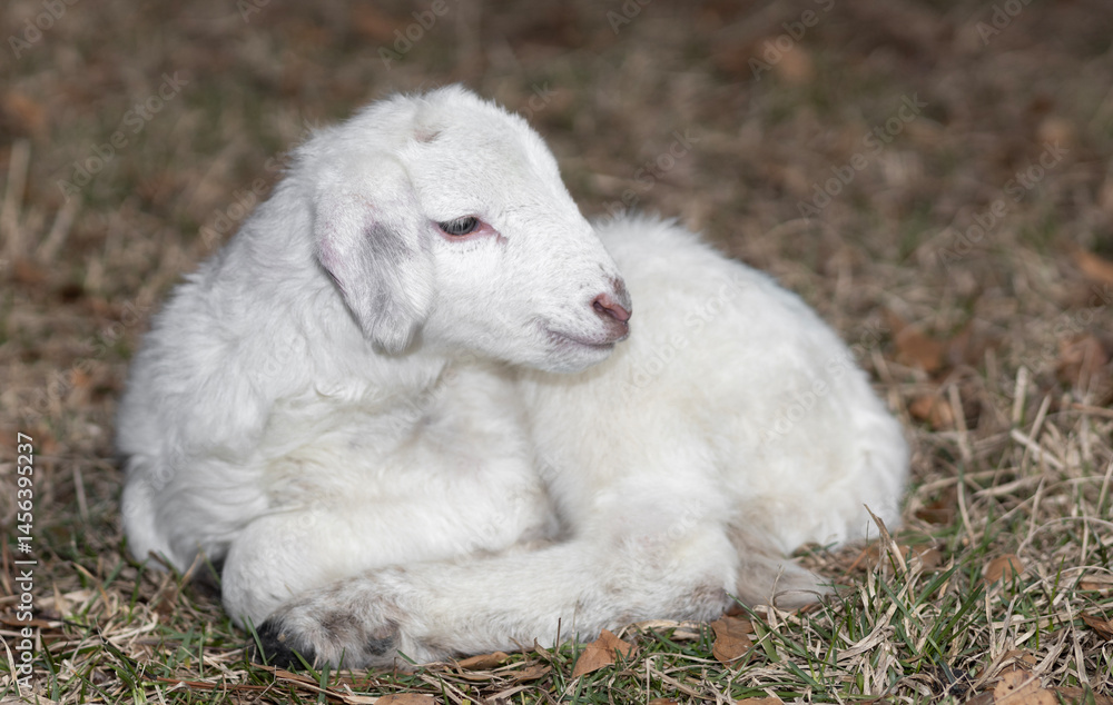 Obraz premium Very young sheep lamb that is white resting on a field