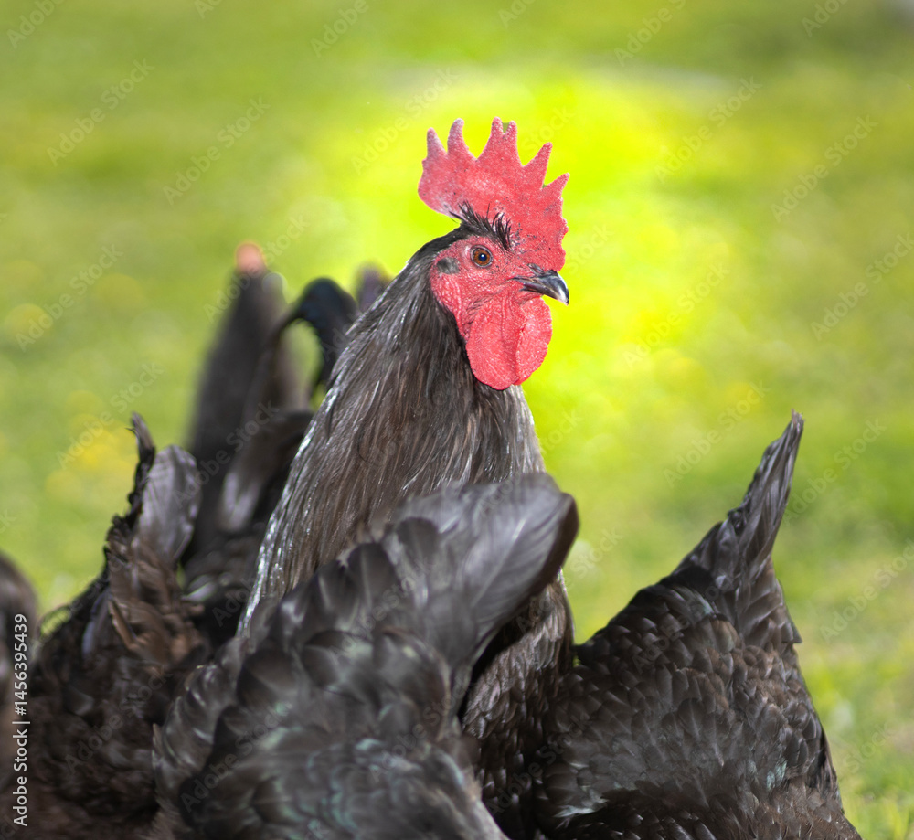 Chicken rooster standing overwatch to protect the hens