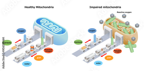 Foto Mitochondrial Health