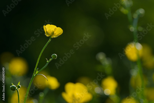 Wallpaper Mural Ranunculus blossom in the sunset light close-up Torontodigital.ca
