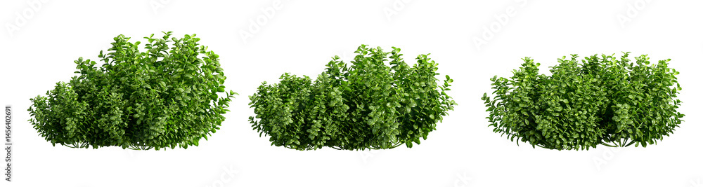 Obraz premium grass isolated on white background