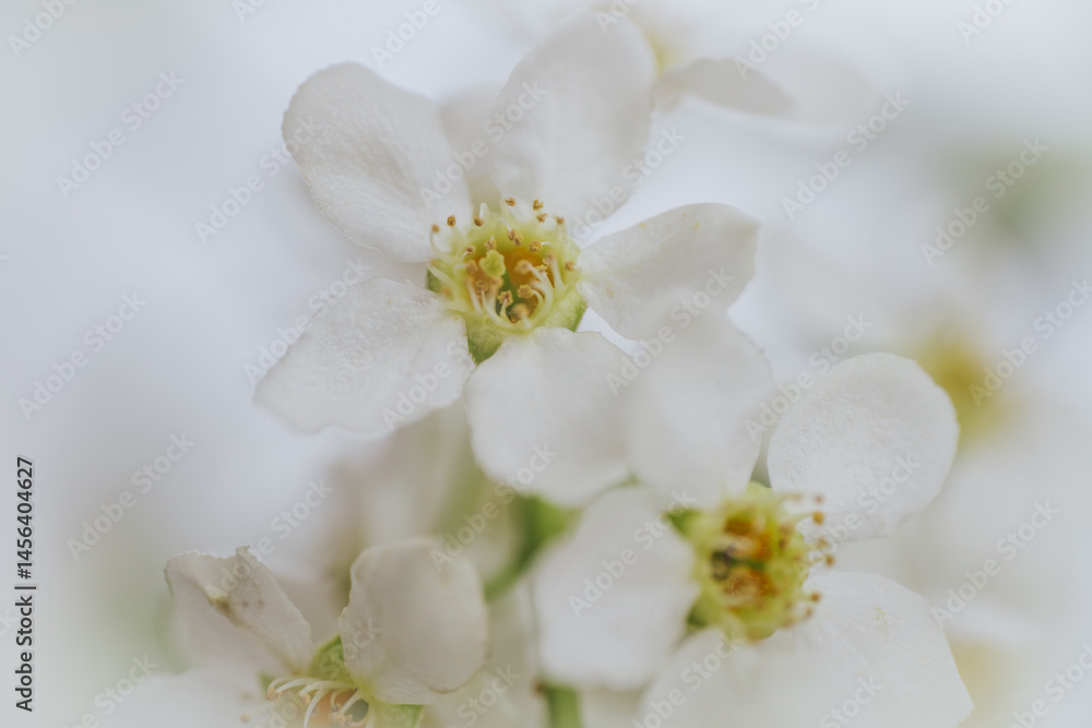 Macro shot of Prunus padus (bird cherry) flower showing detailed stamen, white petals, and soft green and yellow tones with a blurred background. Macro shot of Prunus padus (bird cherry) flower showing detailed stamen, white petals, and soft green and yellow tones with a blurred background.