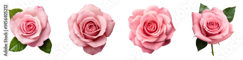 Wallpaper Mural Delicate pink roses in full bloom Torontodigital.ca