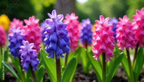 Hyacinth bulbs, vibrant blooms, garden setting, copy space , bulb, garden