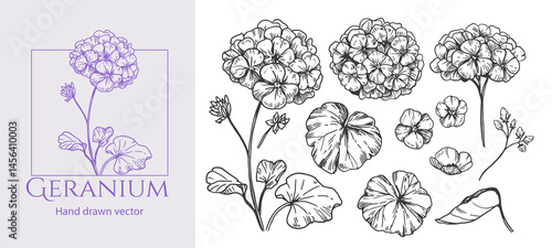 Geranium, hydrangea, flowers in engraving style, set of vector illustrations, hand drawn sketch