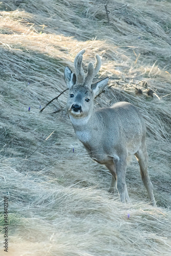 European roe deer, Capreolus capreolus, grazing in a steep alpine grassland and looking straigh into camera, as the sun is rising. Alps Mountains.