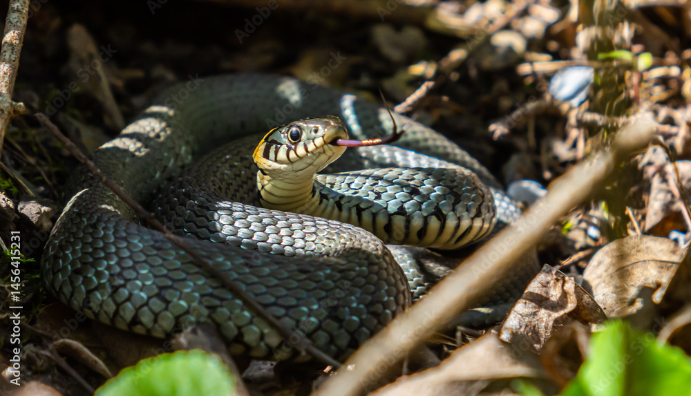 Obraz premium The grass snake Natrix natrix, sometimes called the ringed snake or water snake, is a Eurasian non-venomous snake. Mating time in spring in the forest