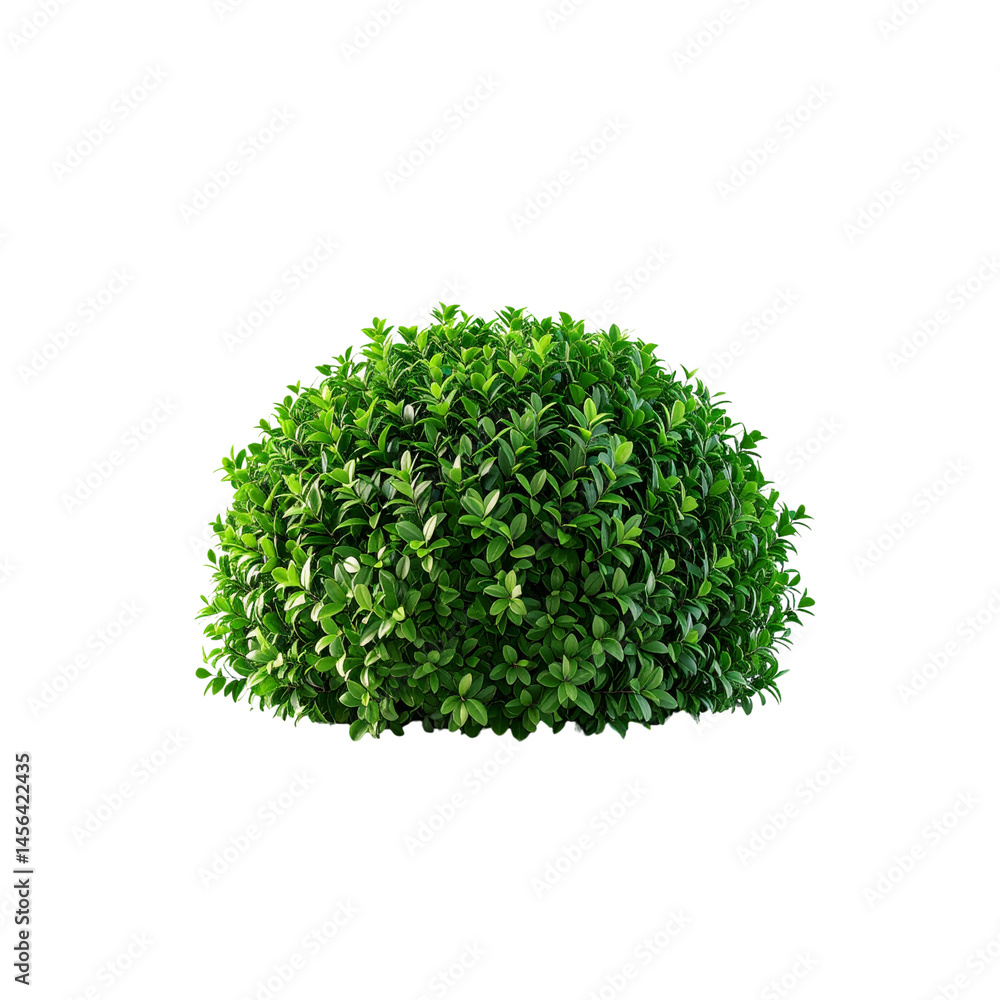 Fototapeta premium Isolated green boxwood shrub small leaves perfect sphere shape garden plant object on transparent background