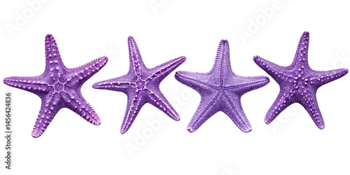 Vibrant purple sea stars or starfish arranged in a symmetrical pattern on an underwater coral reef Exotic marine life and wildlife found in a tropical ocean beach or aquatic ecosystem