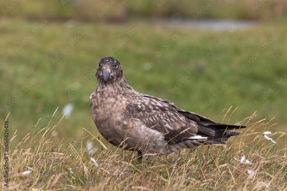 A great skua watches it's nest intently along a grassy patch. A great skua watches it's nest intently along a grassy patch.