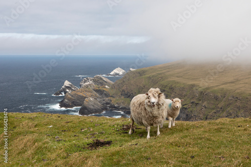 Sheep grazing along the dramatic cliffs on the Isle of Unst.