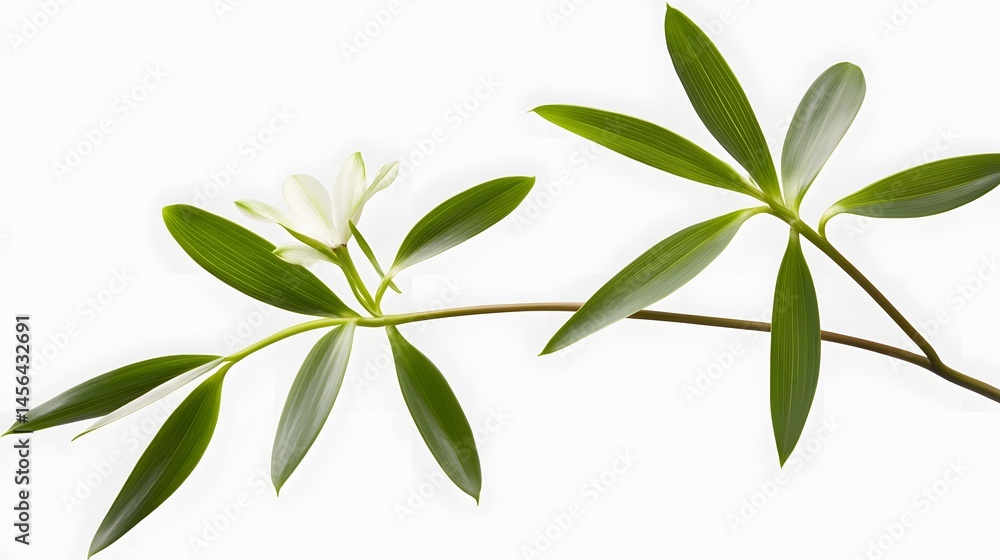 Elegant Branch with White Flower and Lush Green Leaves Elegant Branch with White Flower and Lush Green Leaves