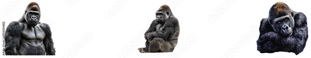 Set of three gorillas in varied poses, isolated, cut out transparent Set of three gorillas in varied poses, isolated, cut out transparent