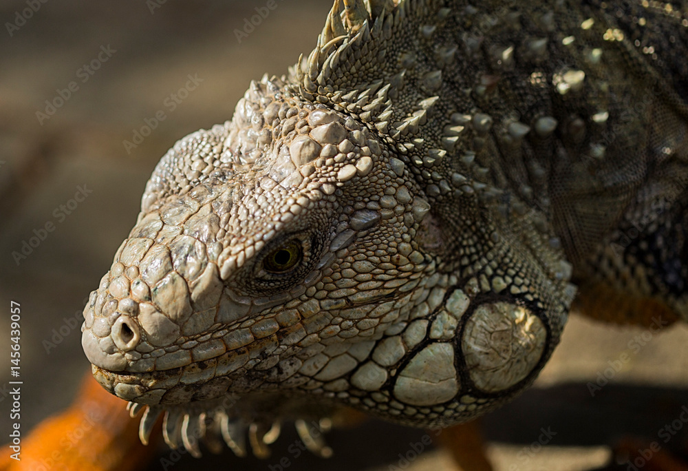 Obraz premium Iguana Resting Under the Sun in Its Tropical Habitat