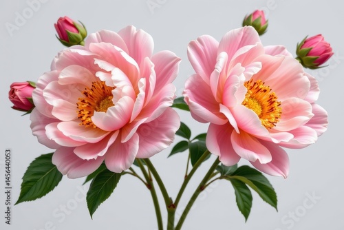 Obraz na płótnie beautiful peony flowers isolated on a transparent background. generative ai w salonie