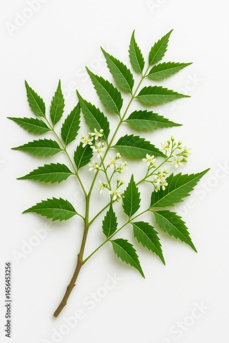 Neem Tree Branch with Leaves and Flowers Close Up Shot