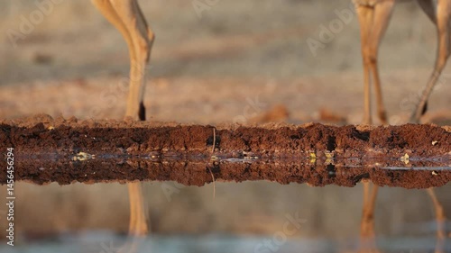 Closeup of impala antelopes' legs walking past a waterhole in front of underground hide, Greater Kruger.